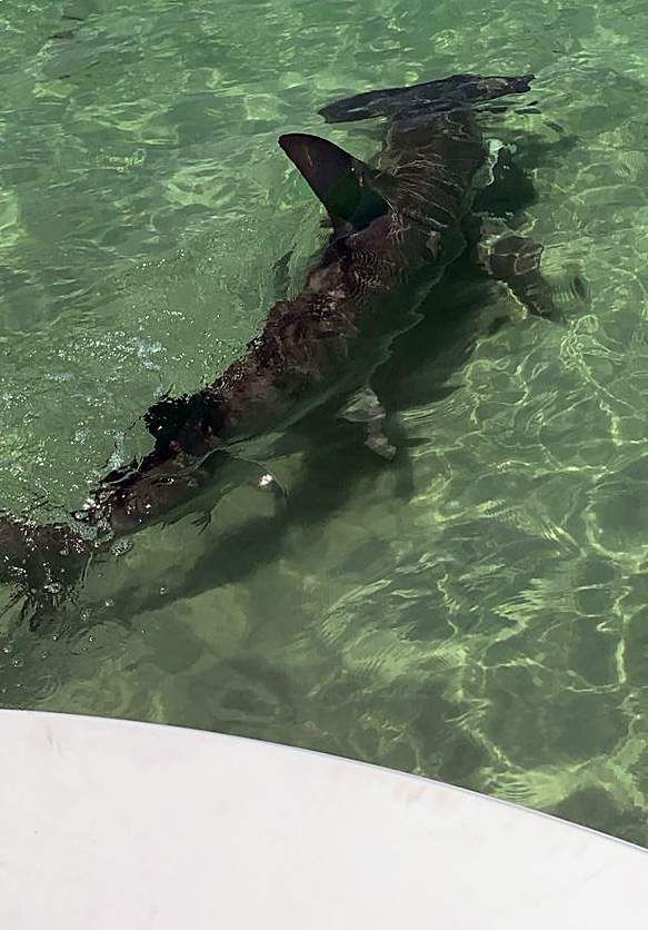 Hammer Head caught on The Jacksonville Pier : r/floridafishing