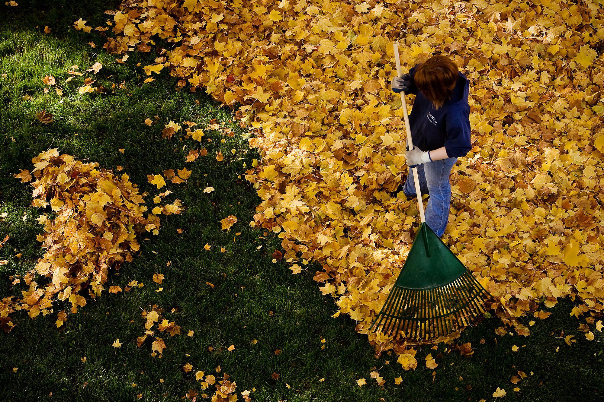 Why you don't need to rake your leaves this fall - The Washington Post