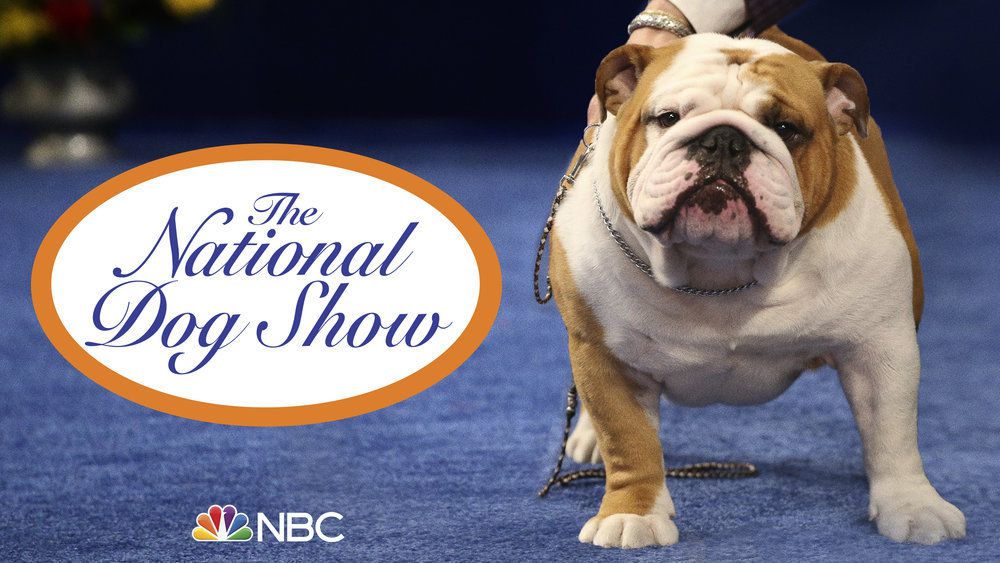 NBC Thanksgiving Dog Show in action - 2021