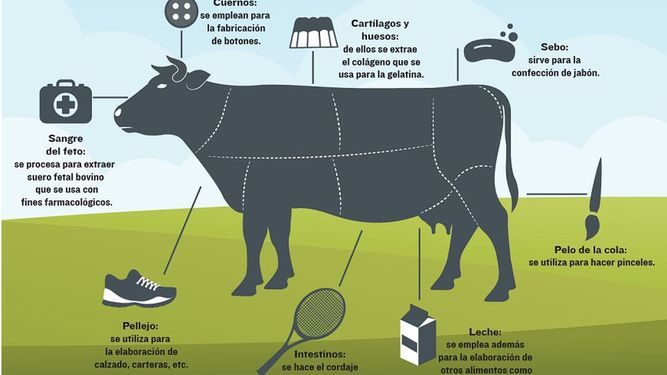 Curso de colisión Con tuyo La vaca, un animal sin desperdicio | La Prensa Panamá