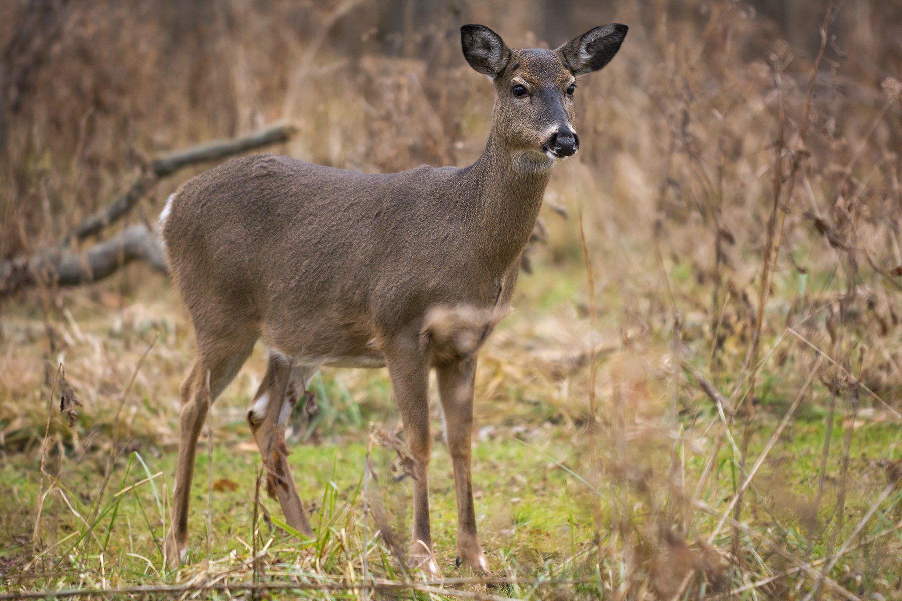 Pa. teen in viral deer torture video pleads guilty to animal cruelty,  avoids prison term 