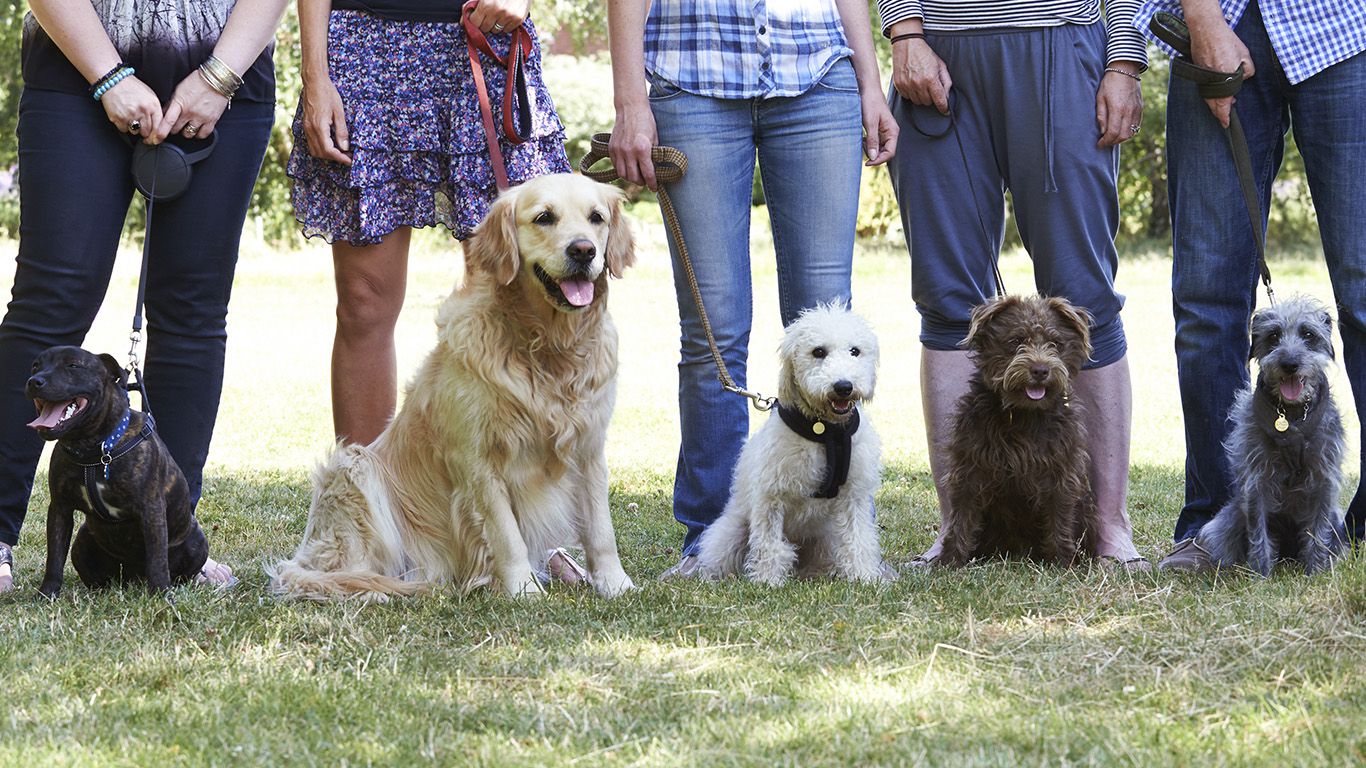 Qué es un parque canino y cuáles son sus beneficios?