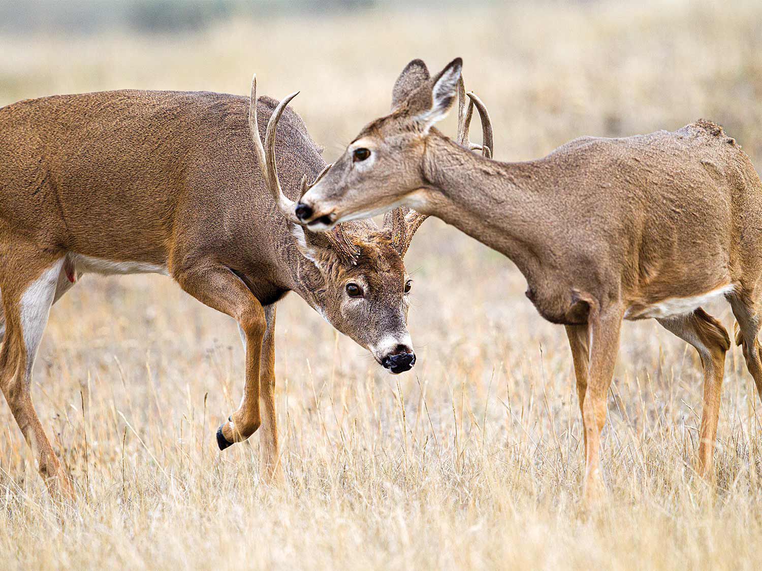 Deer Feeding Chart For South Georgia