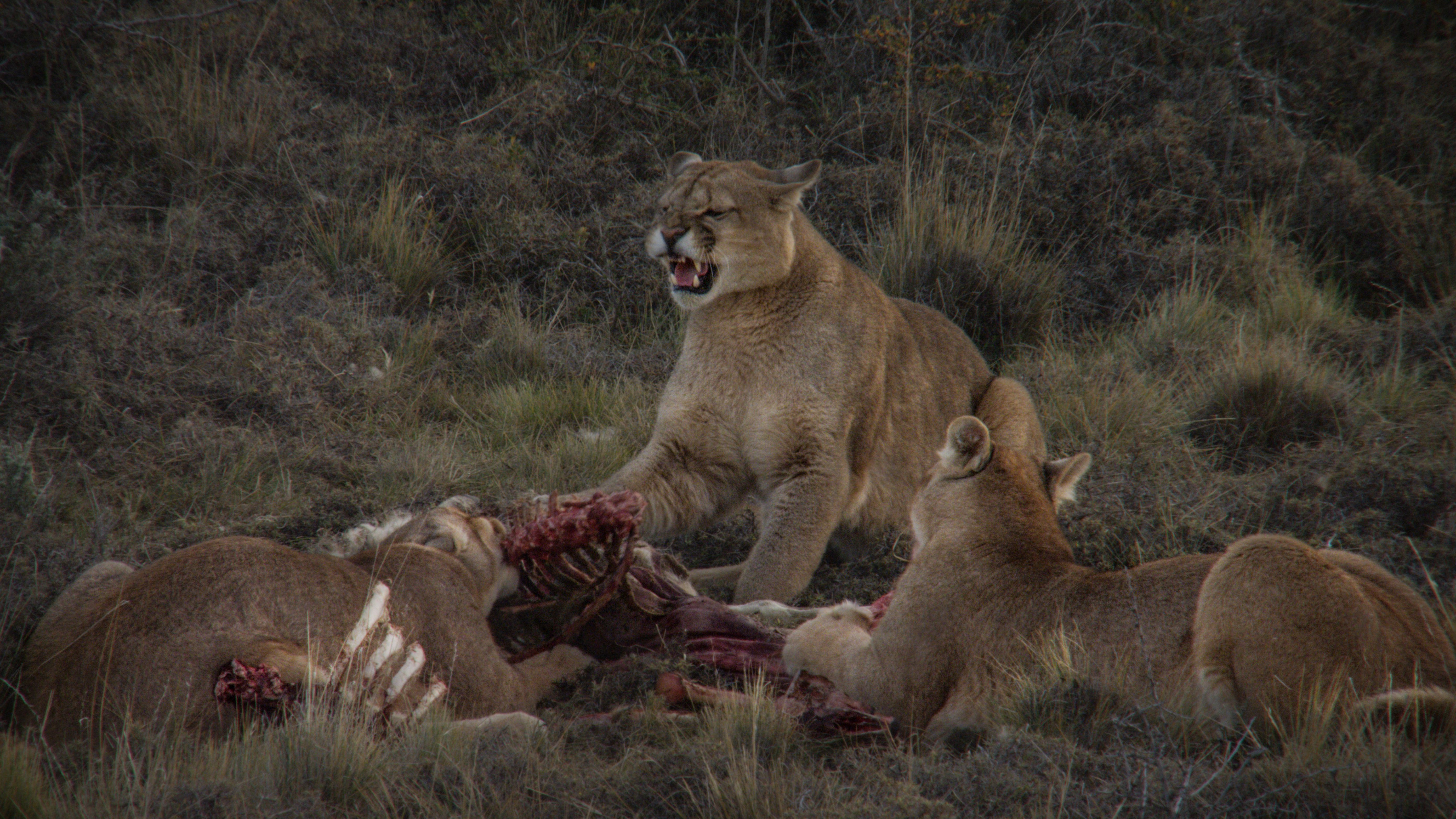 Foto: @Triángulo de Pumas