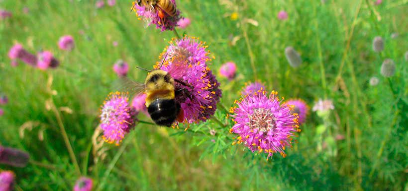 bombus-affinis