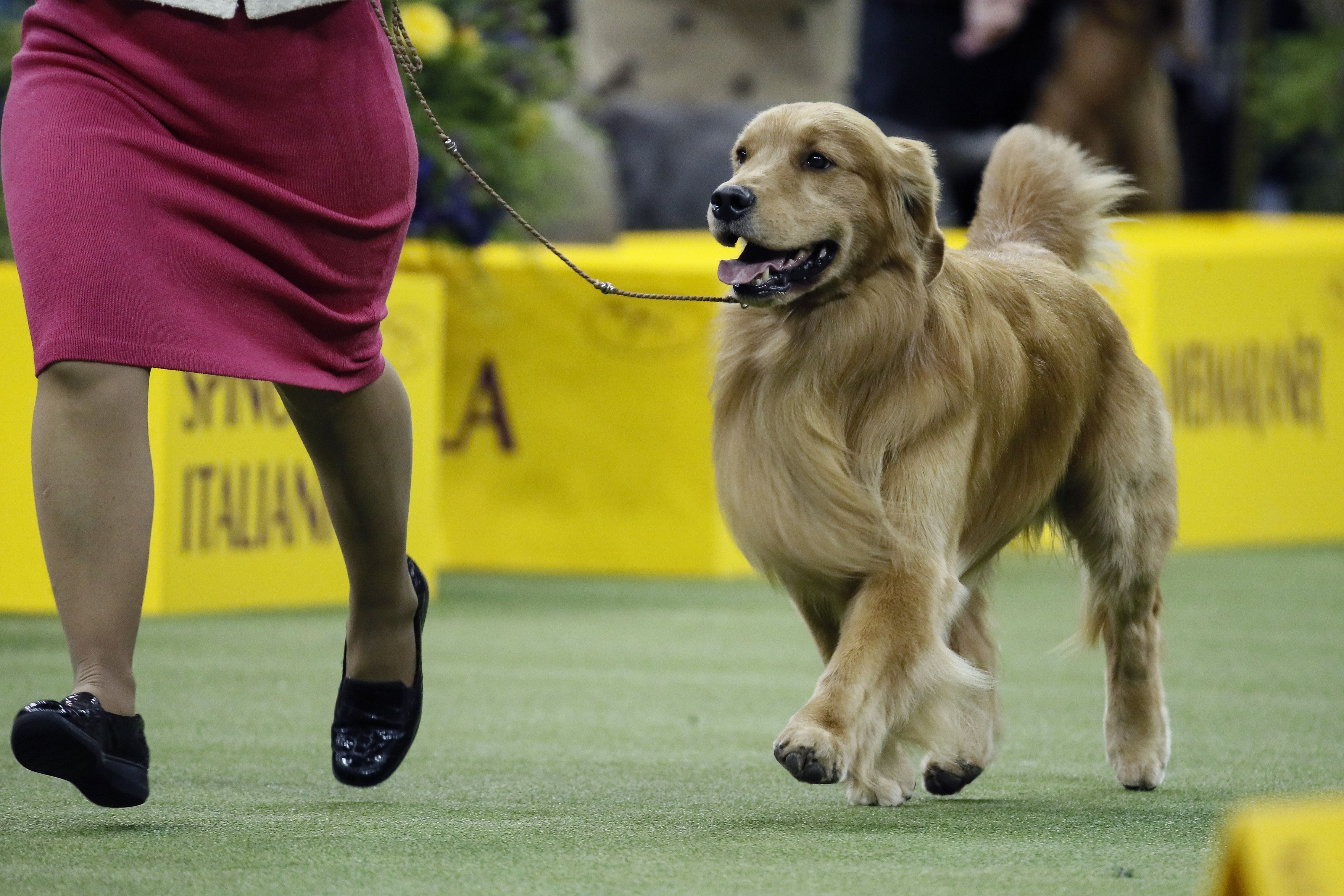 Daniel The Golden Retriever From Pa Wins Best In Sporting Group See Photos Pennlive Com