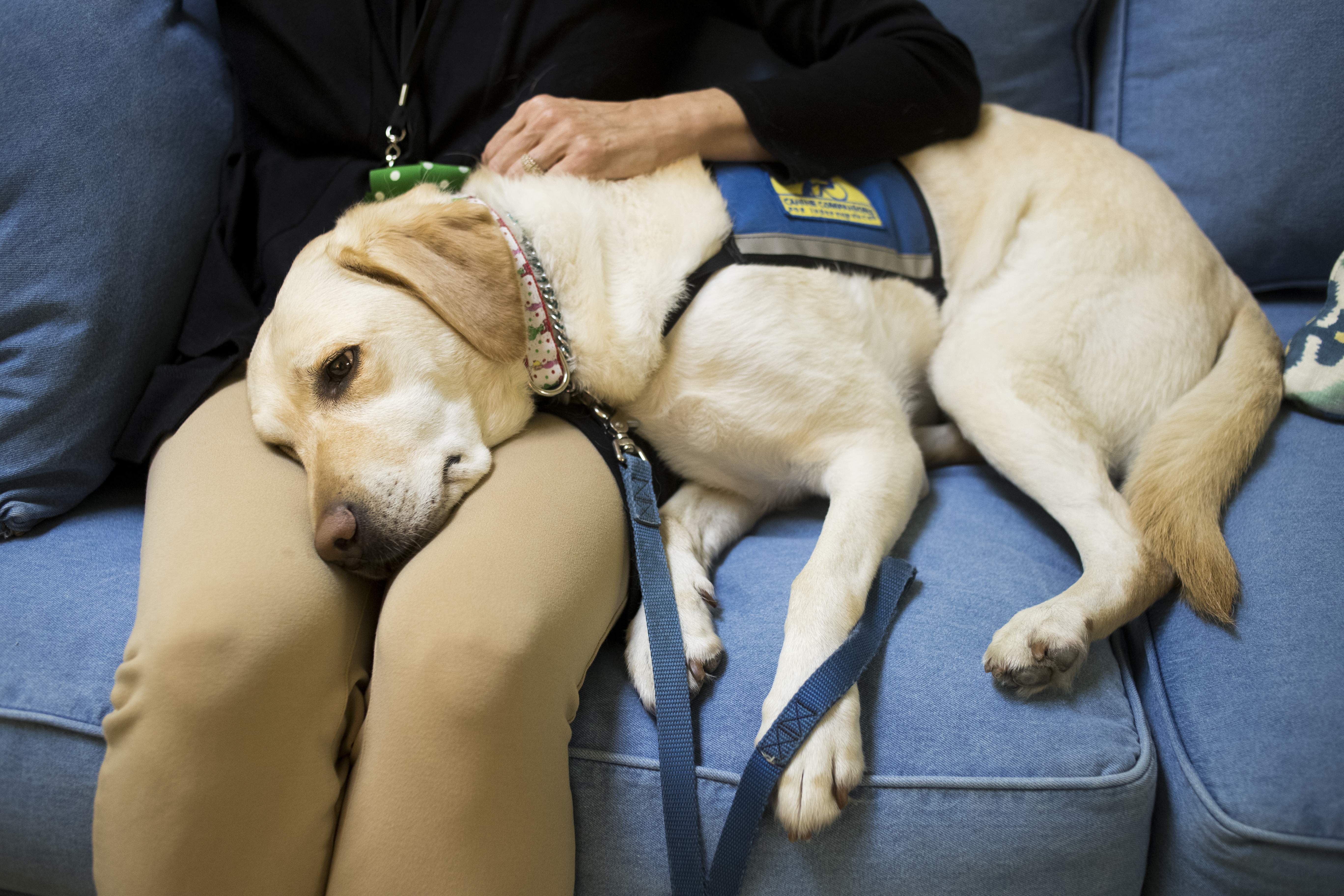 Courthouse store dog training