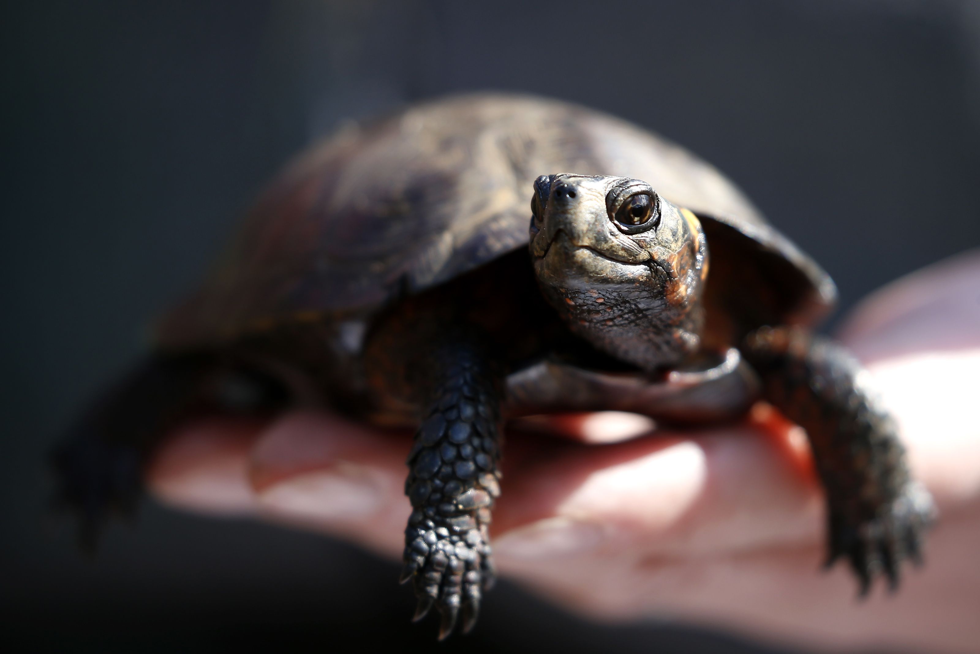 More than 50 percent of all turtle species are threatened: New