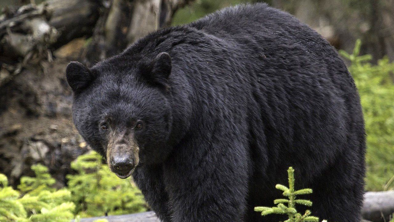 JWM study: Bait is major food source for northern Wisconsin bears - The  Wildlife Society