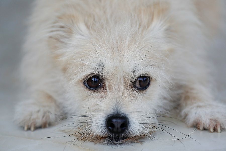 FILE PHOTO: Nine-year-old Juice rests at He Jun's pet resort in Beijing