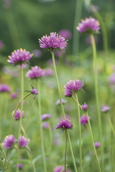 Flower pressing - Thrive