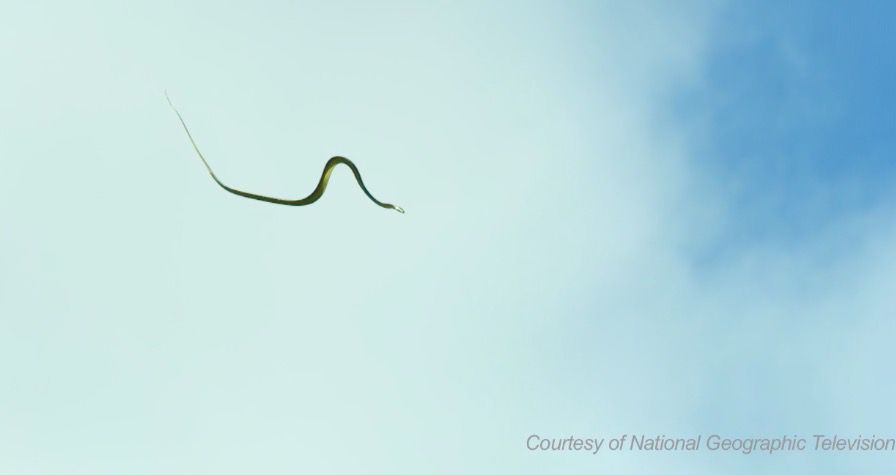Flying Snakes  National Geographic