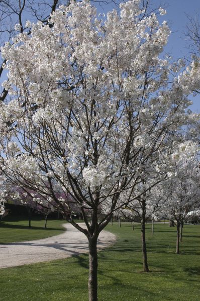 How to Care for a Cherry Blossom Tree