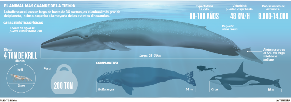 TEN-ballena.png