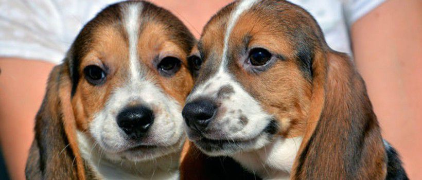 beaglesok