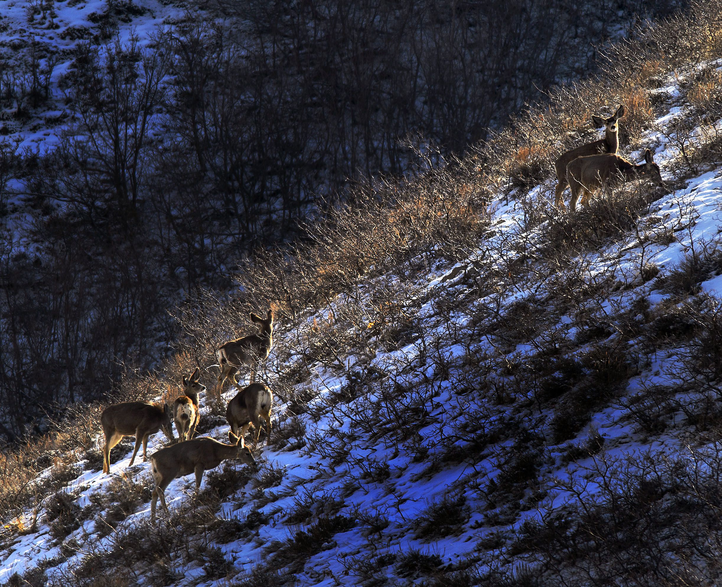 Baiting big game is legal in Utah — for now. But is it right?