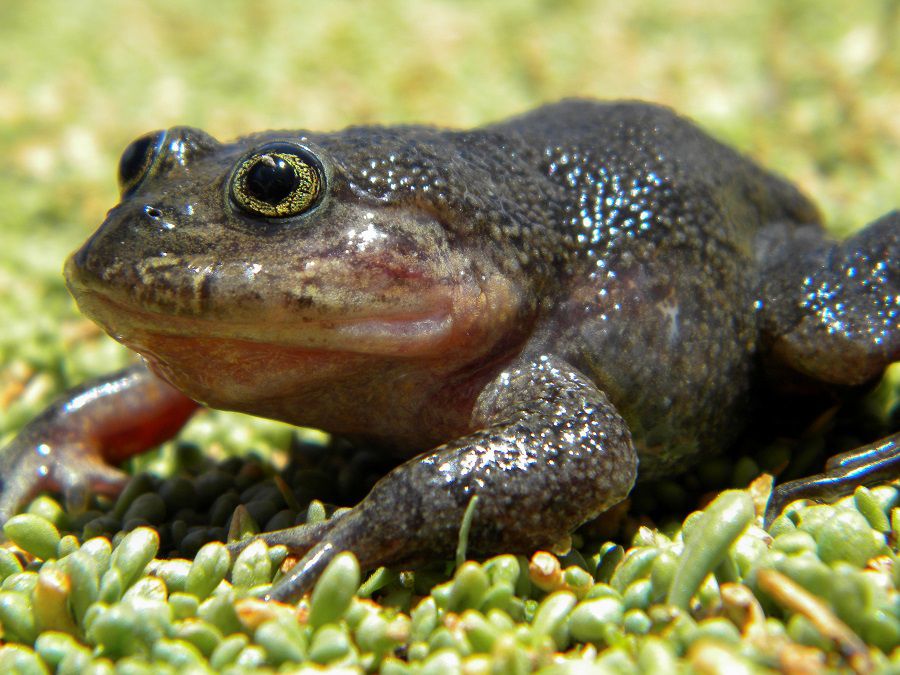 Scientists rediscover enigmatic frog from the Atacama desert that had not been seen in 80 years