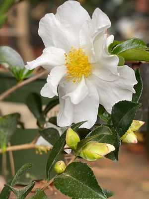 Francis Meilland Rose With Images Climbing Roses Rose Rose