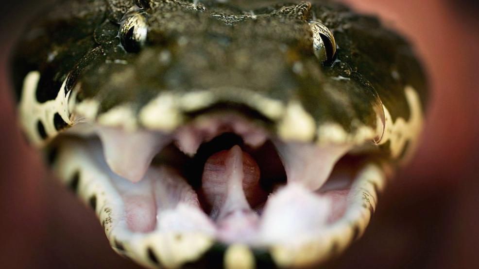 NC man pulls 6-foot snake from neighbor's toilet