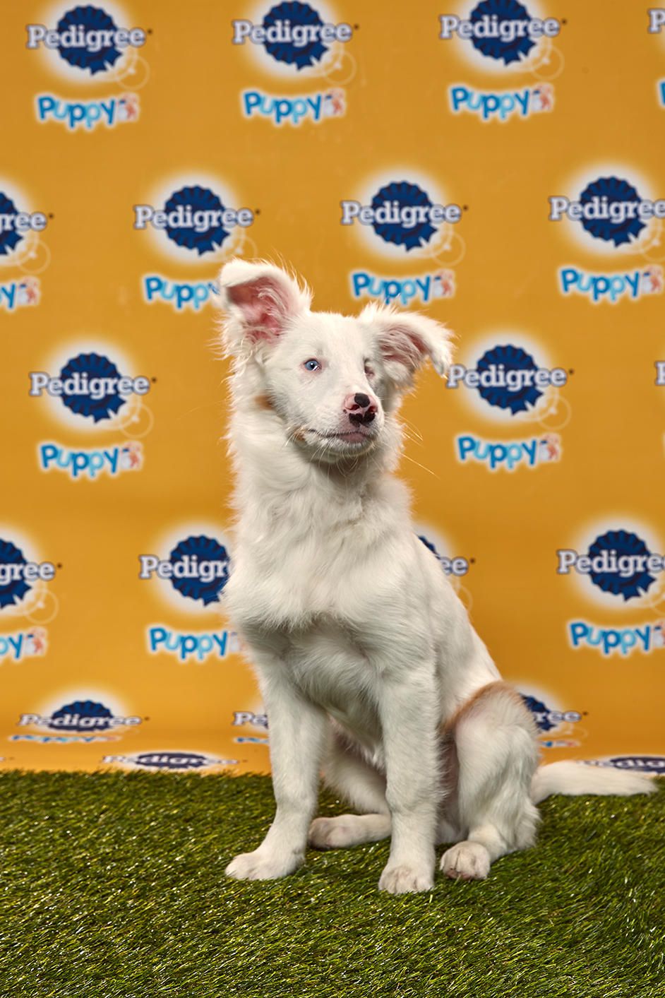 Super Bowl Sunday's Most Valuable Pets - PetPlace