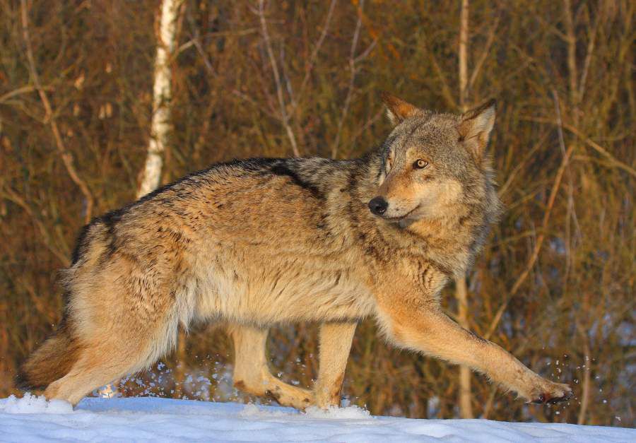 Conservation-Chernobyl-2-Wolf-Valeriy-Yurko-Incr-Res-e1558109103617.jpg