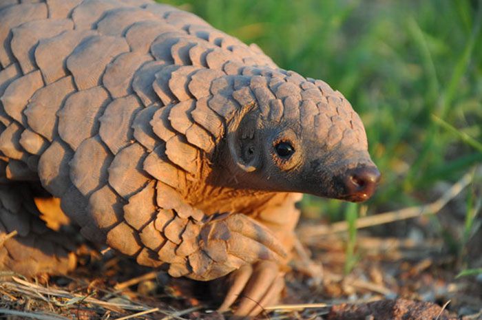 pangolin