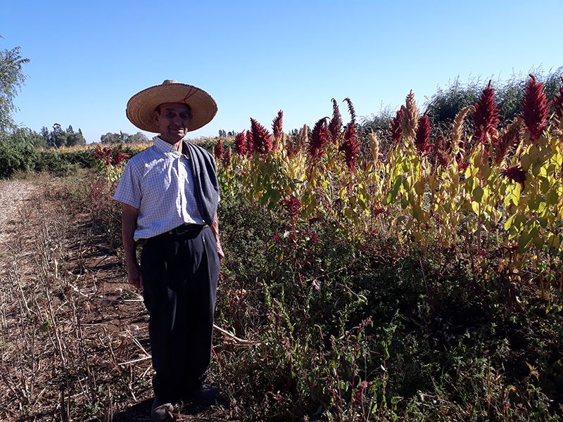 Plantación de amareto. Foto: U. de Chile