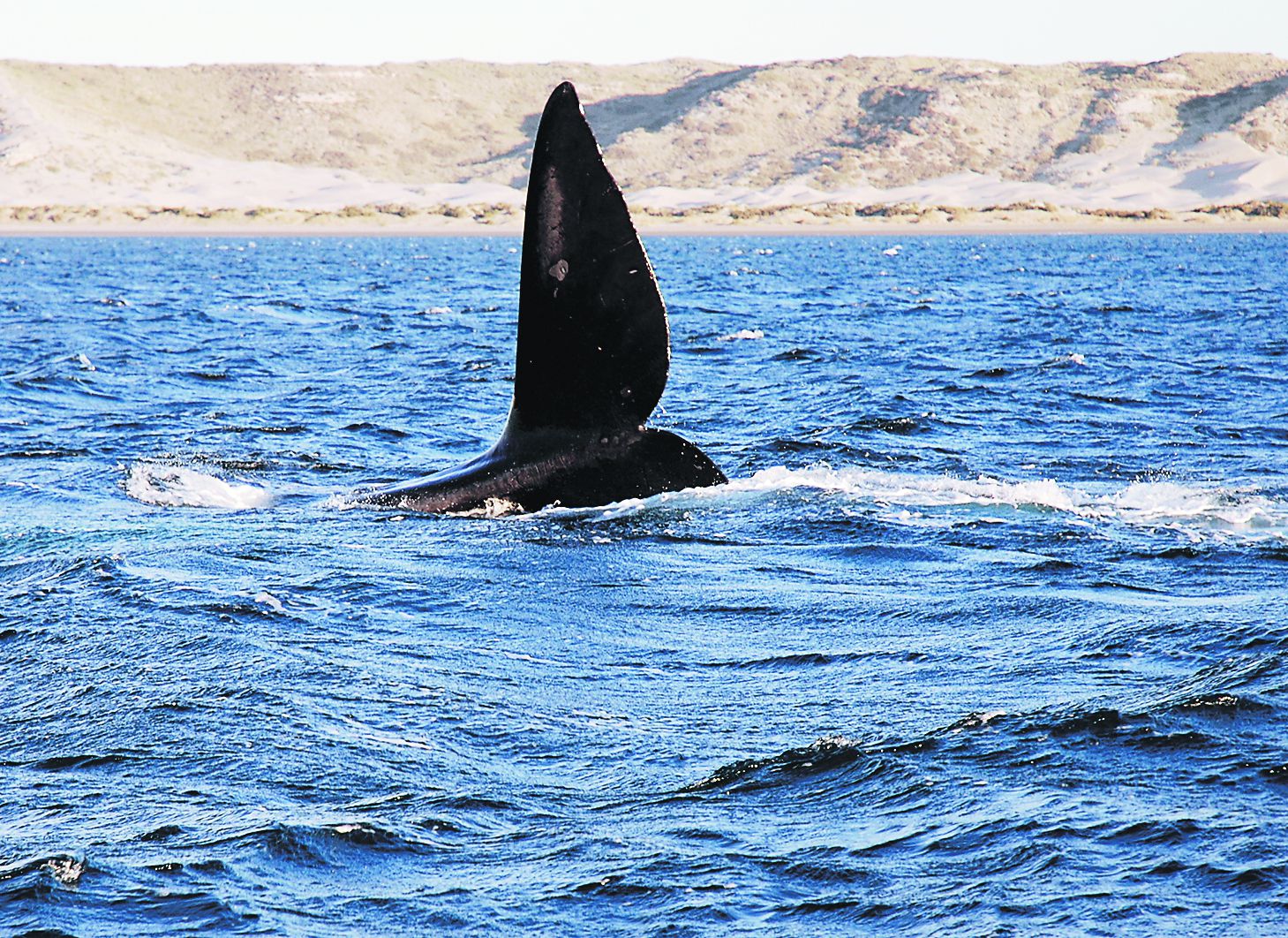 Imagen Ballena franca austral, Antonio Felleca, Flick Creative Commons