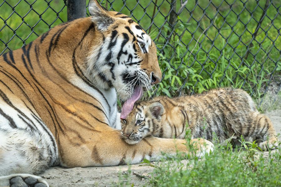 Six Flags Wild Safari announces birth of 5 Siberian tiger cubs 