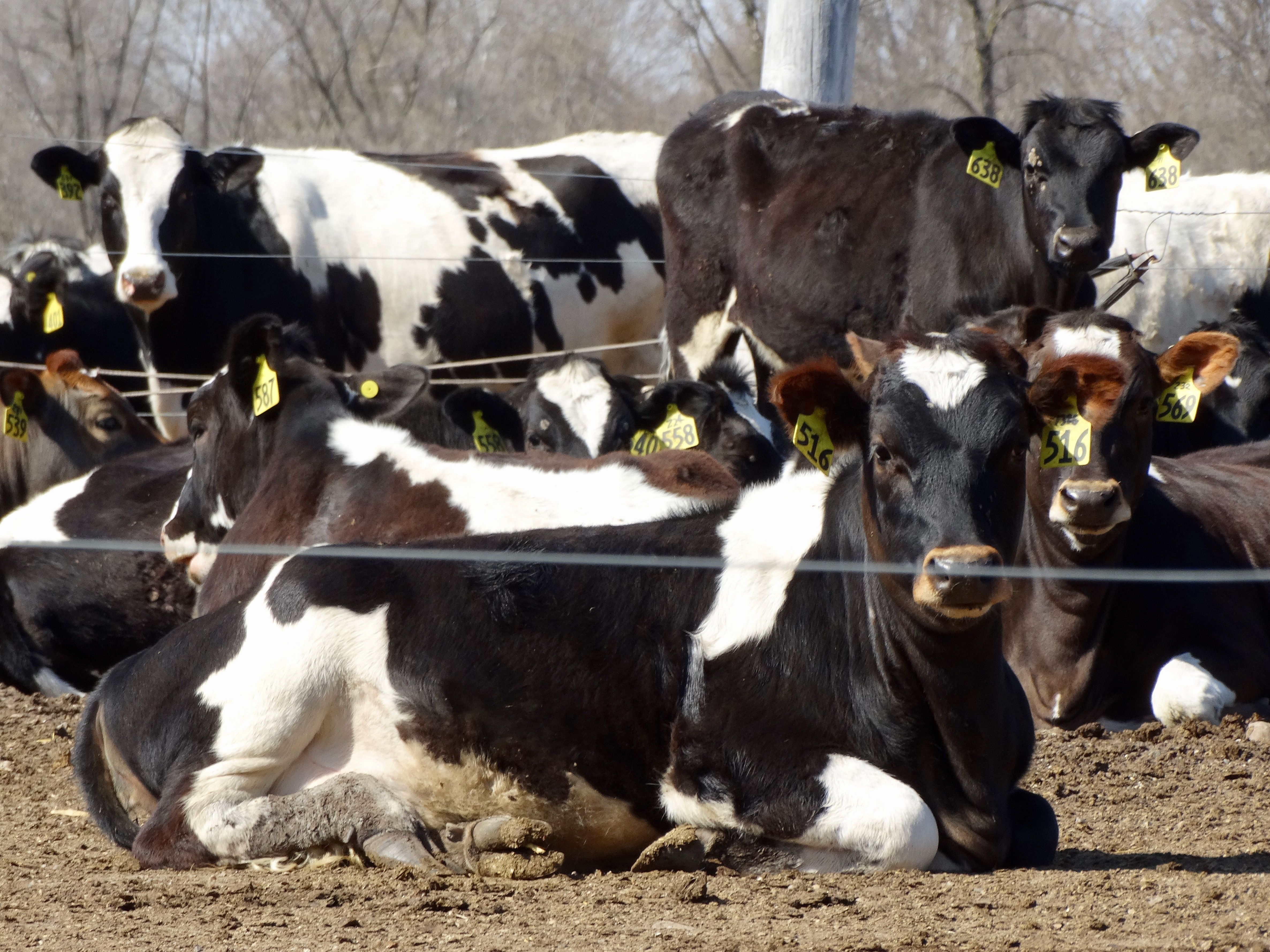 What are the Differences between Jersey and Holstein Cows? - United Dairy  Industry of Michigan