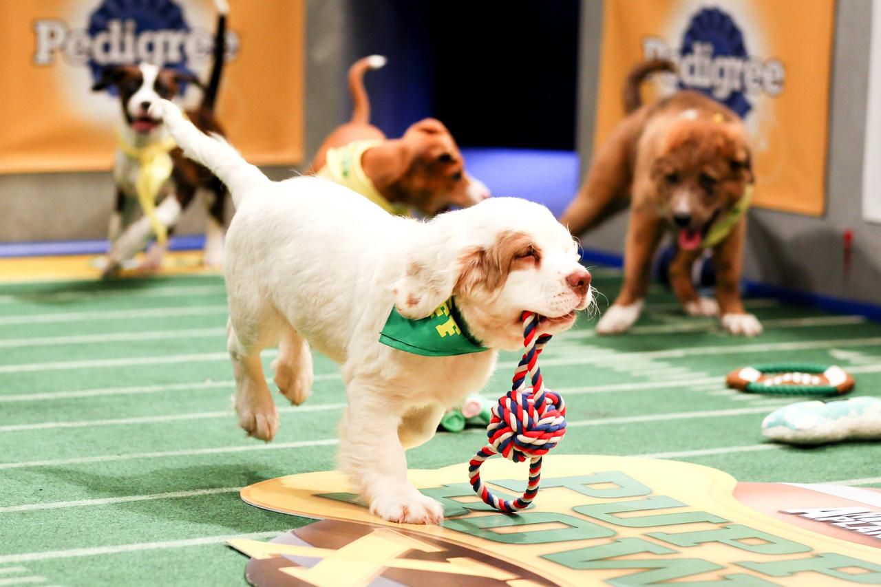 St. Louis Blues' Puppy Eats 'Dinner of Champions' from Stanley Cup