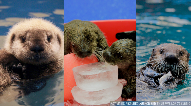 Simple Living Alaska - In our upcoming video we turn this otter