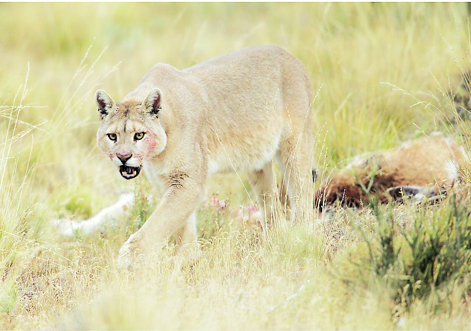 PUMA (Puma concolor)