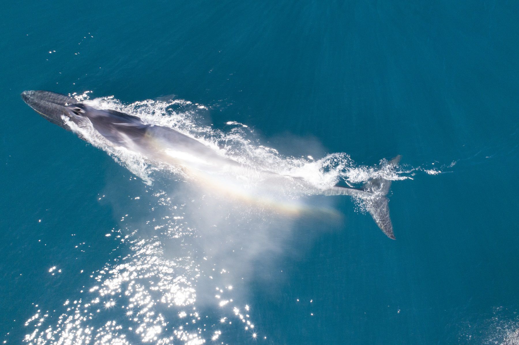 Ballena fin. Foto: César Villarroel