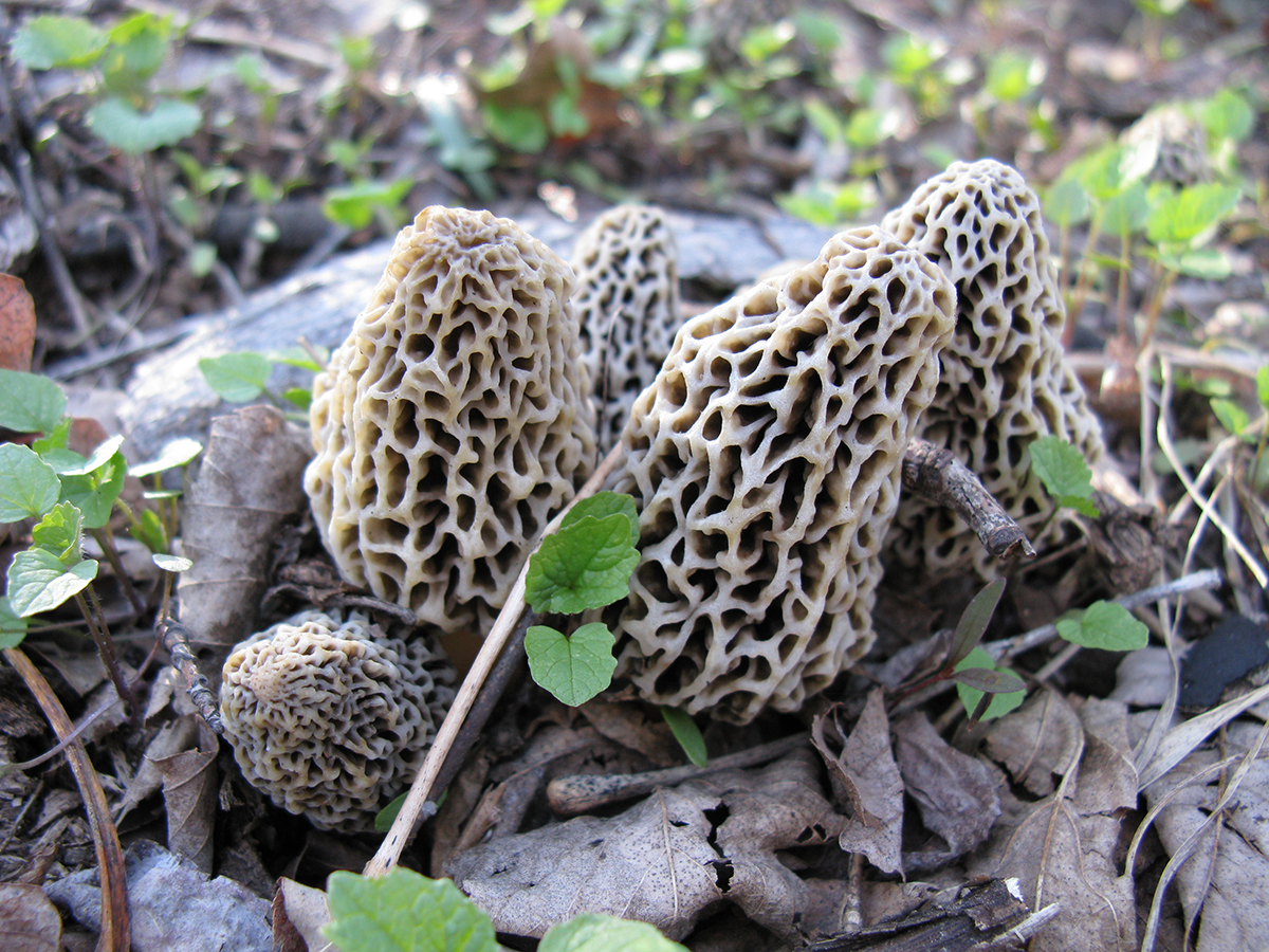 12 Tips For Finding More Morel Mushrooms This Spring Outdoor Life