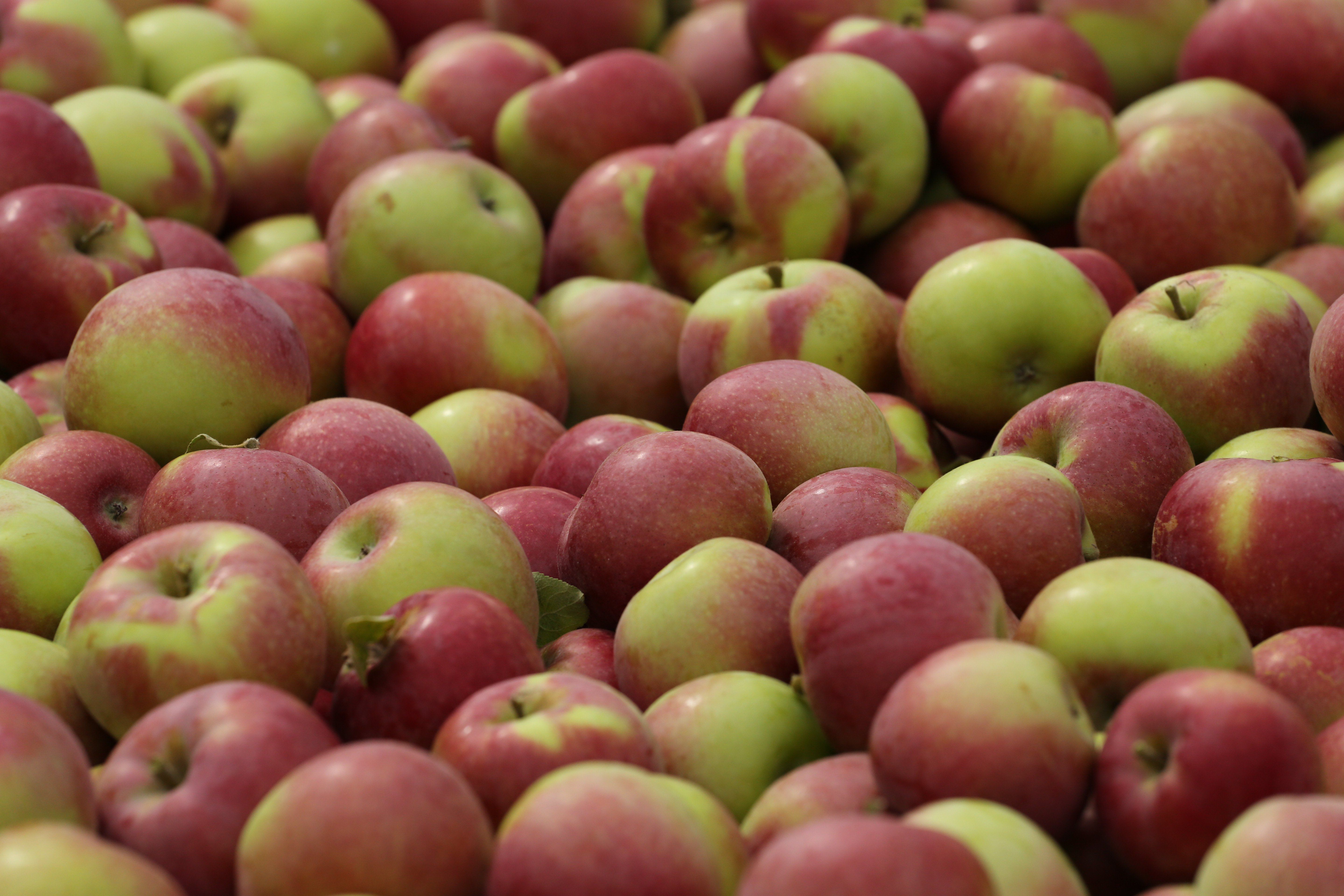 Our Apples  Chazy Orchards in Chazy, NY