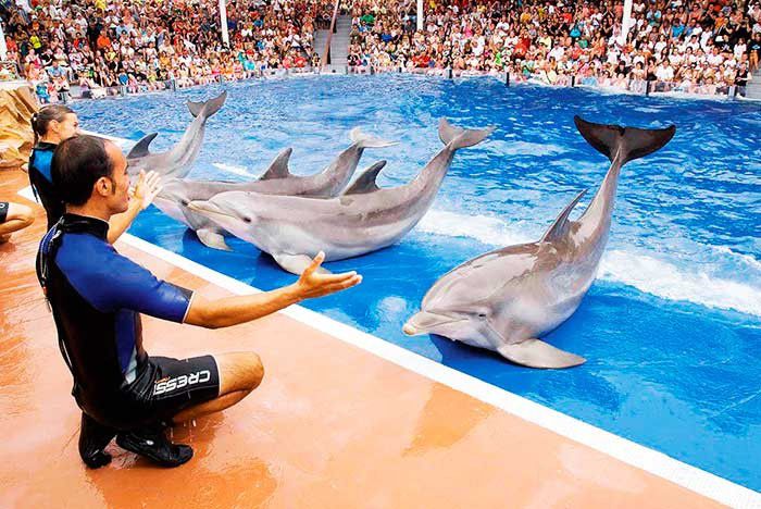 marineland-show-delfines.jpg