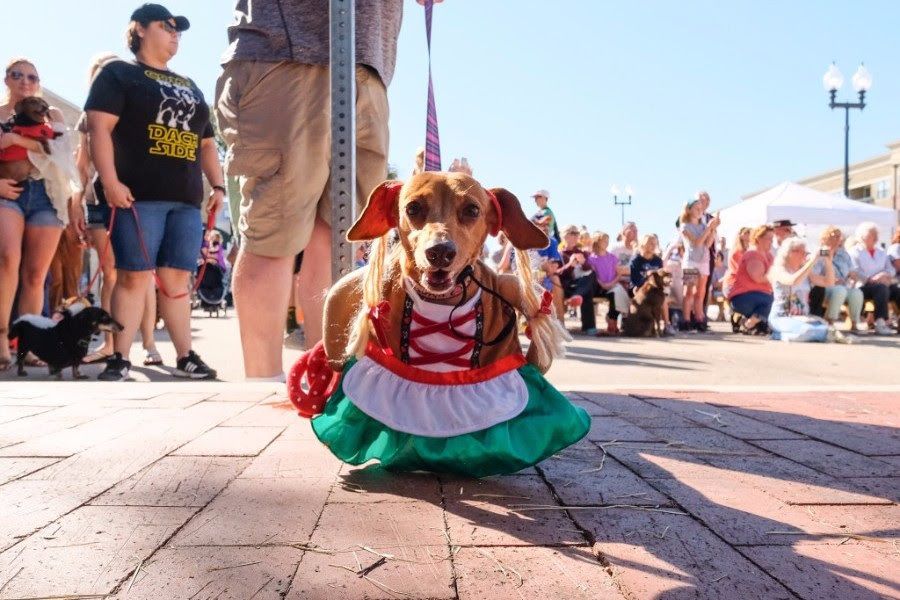 AMAZIN' MUTTS: Dogs parade down Broadway in orange and blue ahead