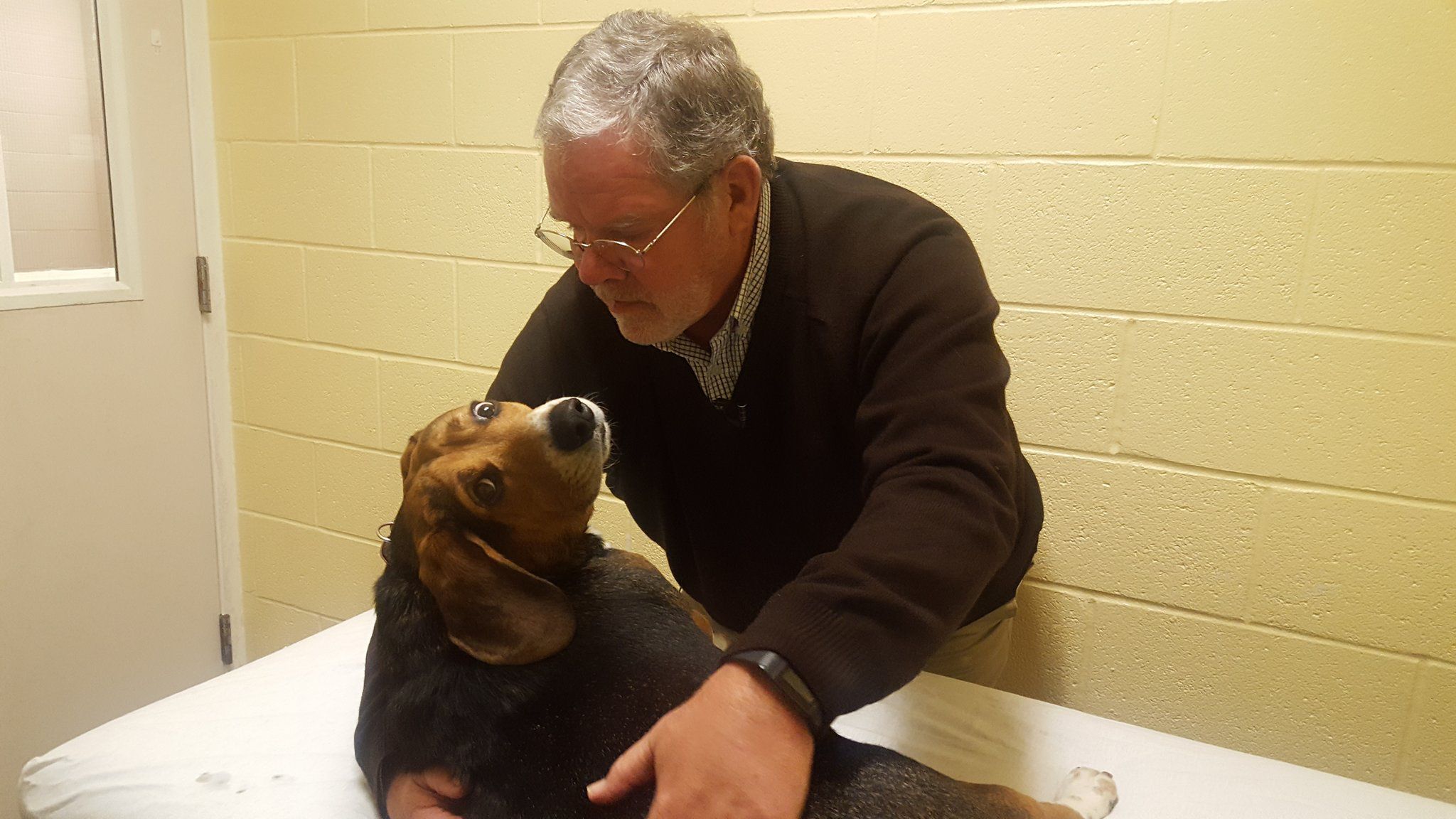 Dog massages at Bangor Humane Society