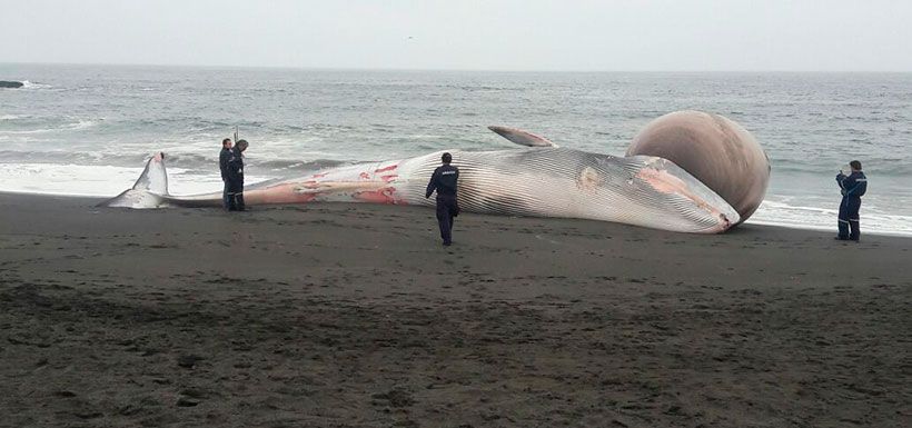 ballena1.jpg