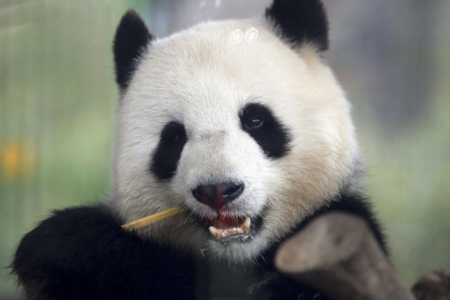 Germany Zoo Panda