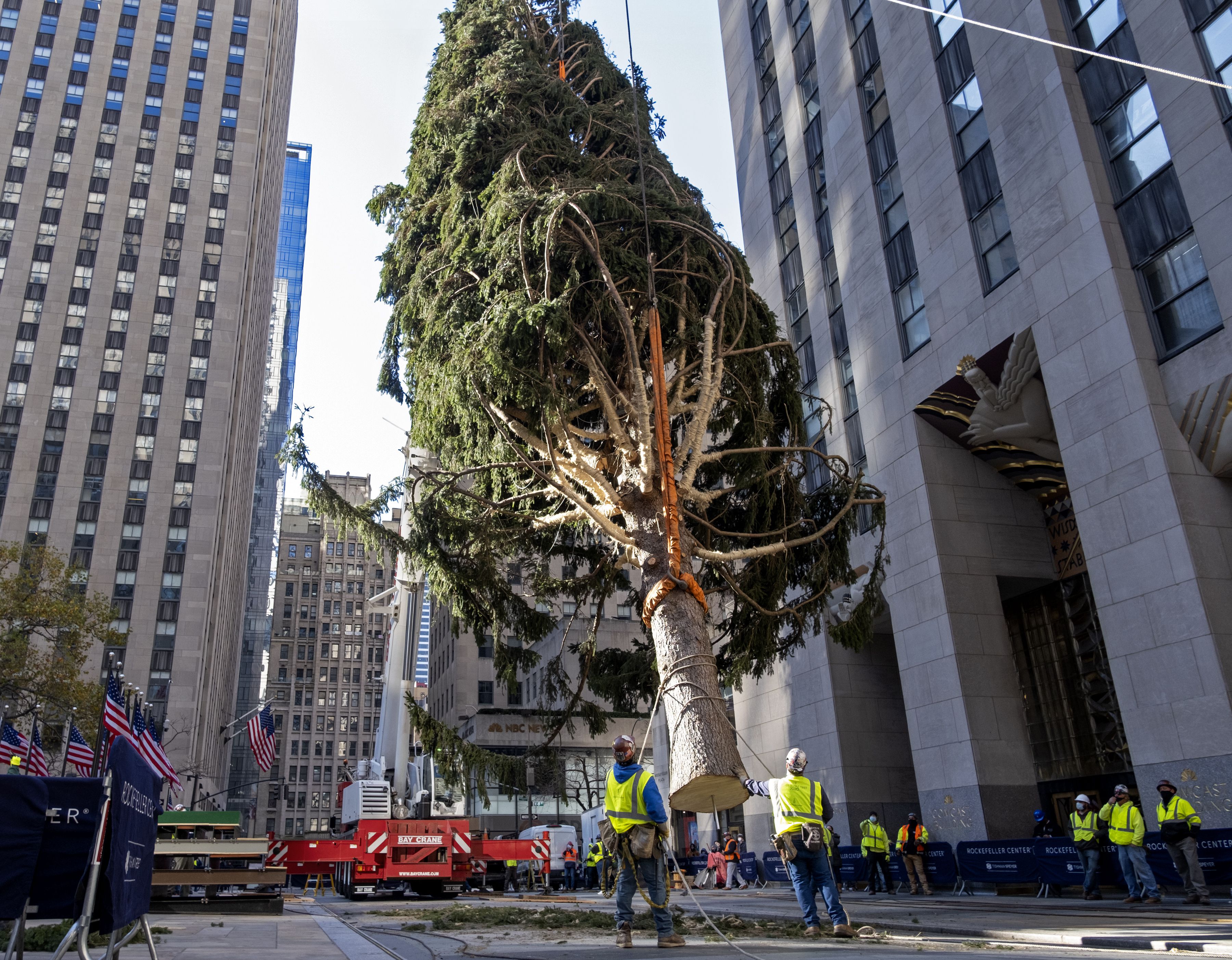 This year's Rockefeller Center Christmas tree to be cut in Oneonta to make  trip to NYC