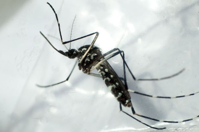 Descubren una proteína responsable del desarrollo del dengue hemorrágico |  La Prensa Panamá