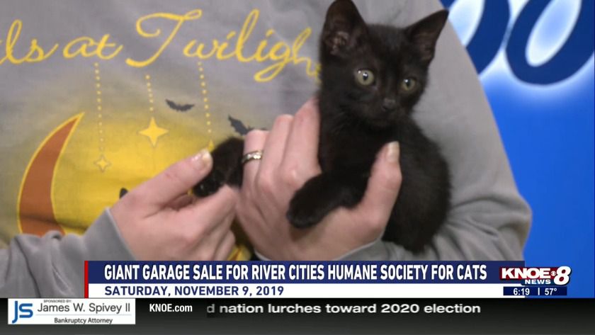 River cities humane discount society for cats