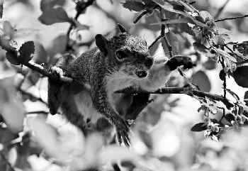 Black-and-white digital photo processing-Part 3: Using the GIMP - The  Squirrel Chase
