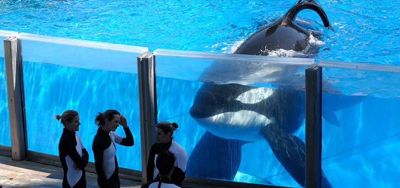 tilikum1