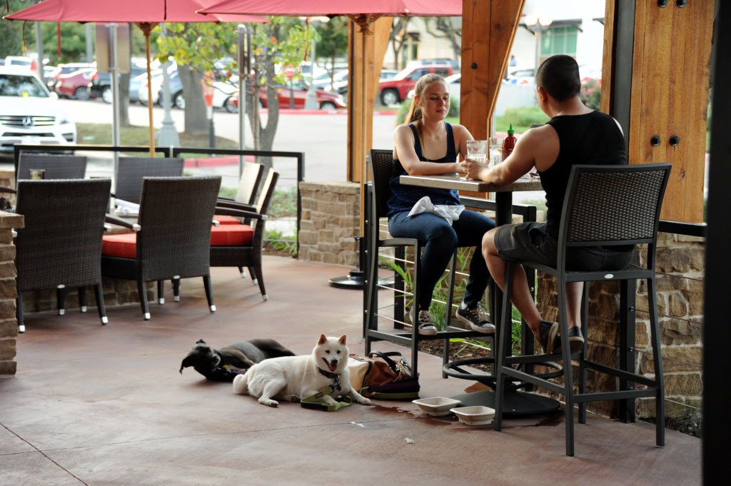 can you take your dog to lazy dog restaurant