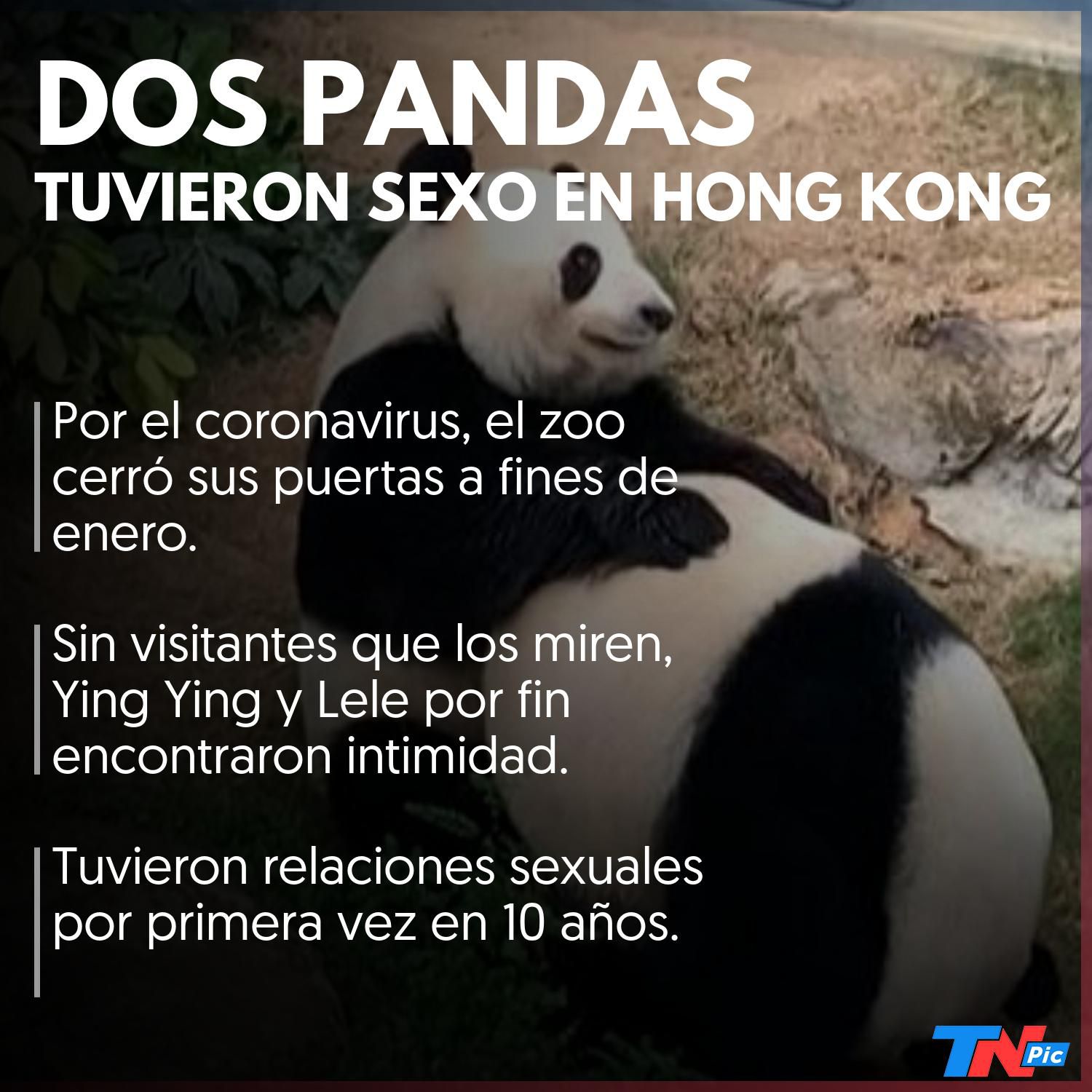 Por la cuarentena, tuvieron sexo dos pandas que nunca se habían tocado en  10 años | TN