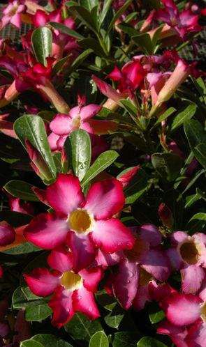 Seeds - 4 Rare Yellow White Desert Rose Seeds Adenium Perennial Flowers,  Flowering Seeds