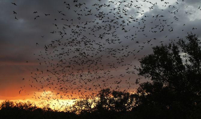 bats flying out of cave